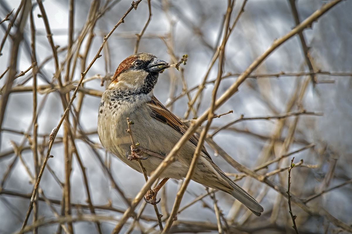House Sparrow