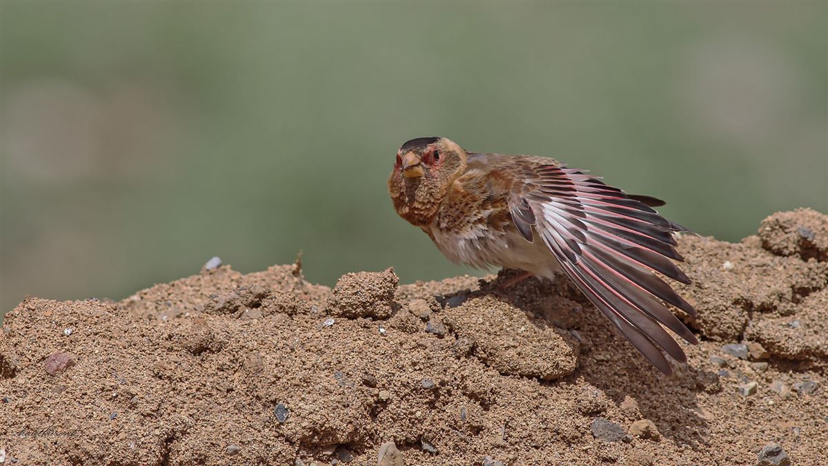 Crimson-winged Finch