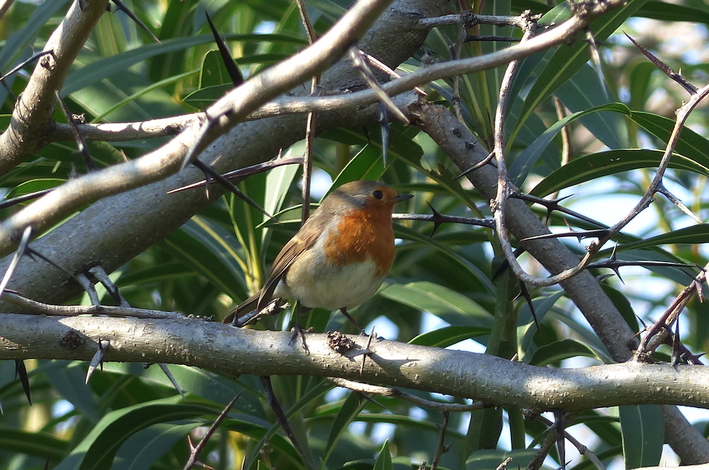 European Robin