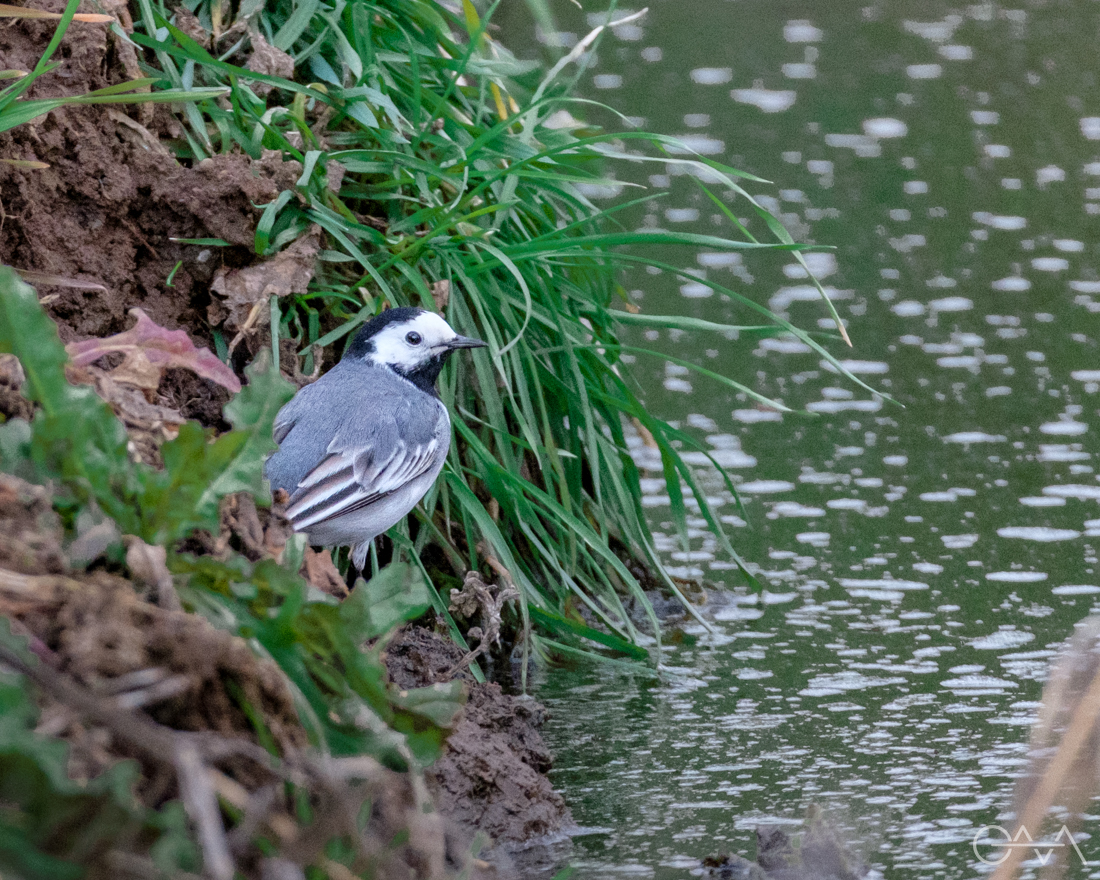 White Wagtail