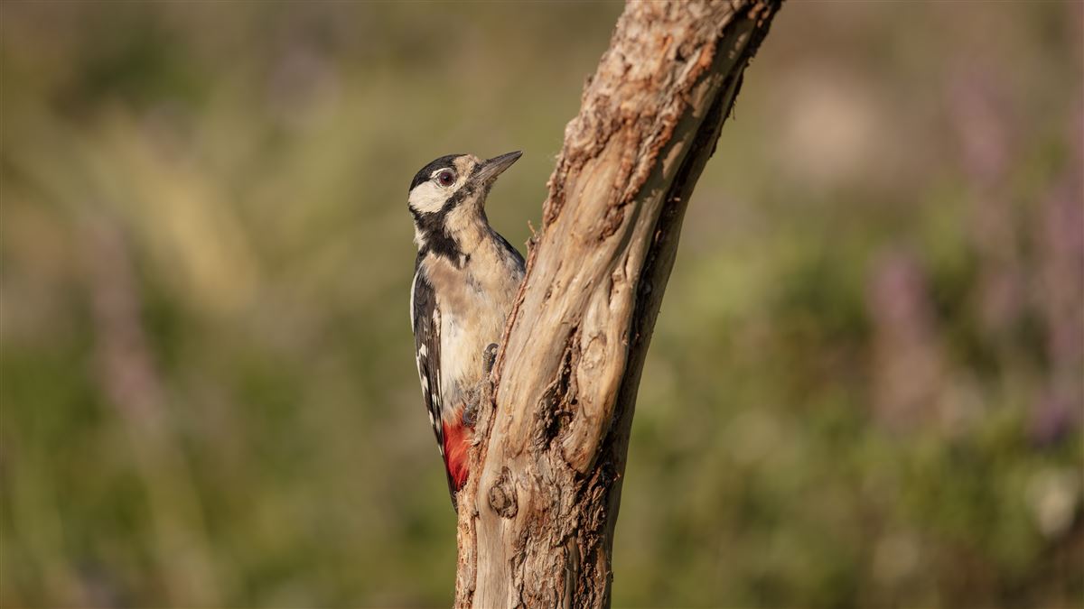 Great Spotted Woodpecker