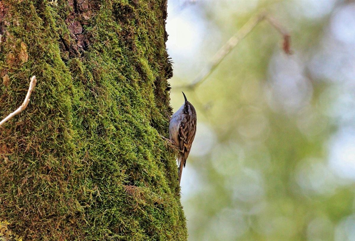 Short-toed Treecreeper
