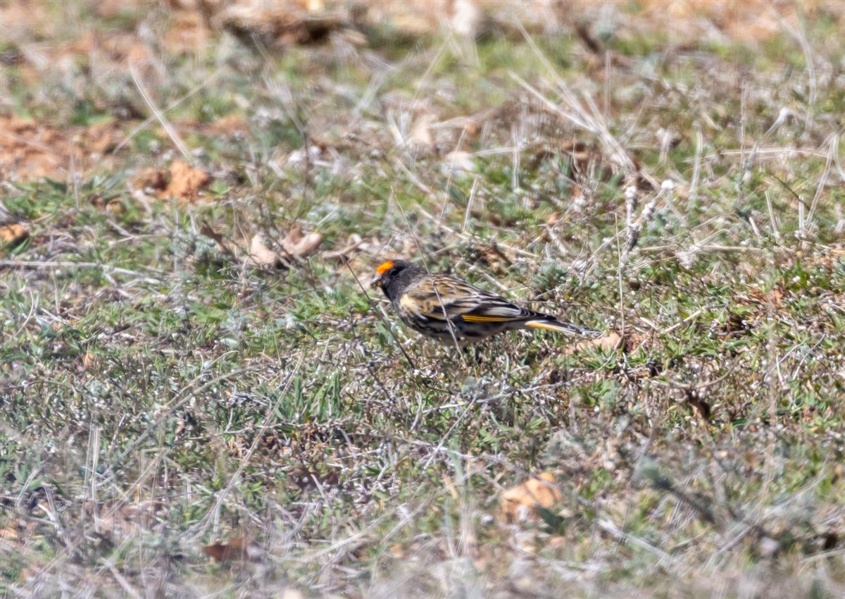 Red-fronted Serin