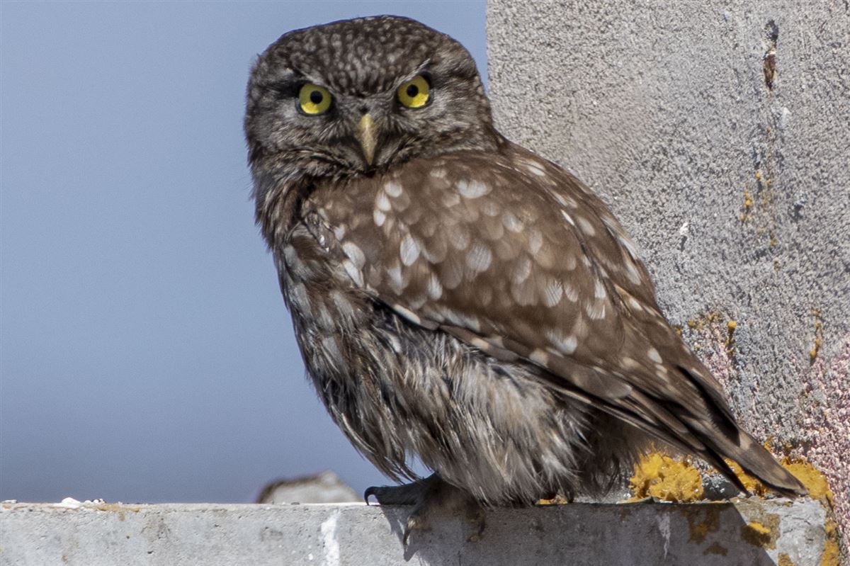 Little Owl