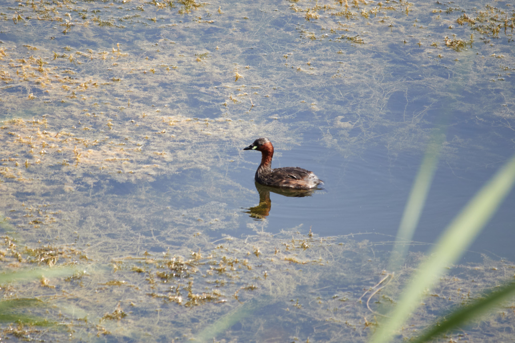 Little Grebe