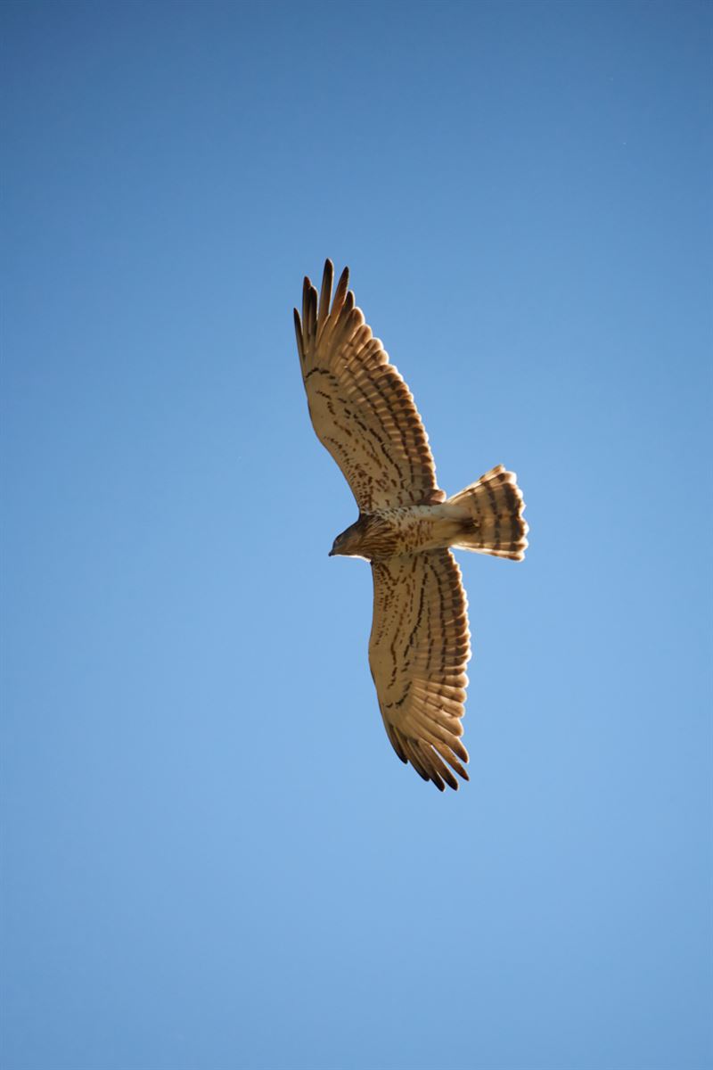 Short-toed Snake Eagle