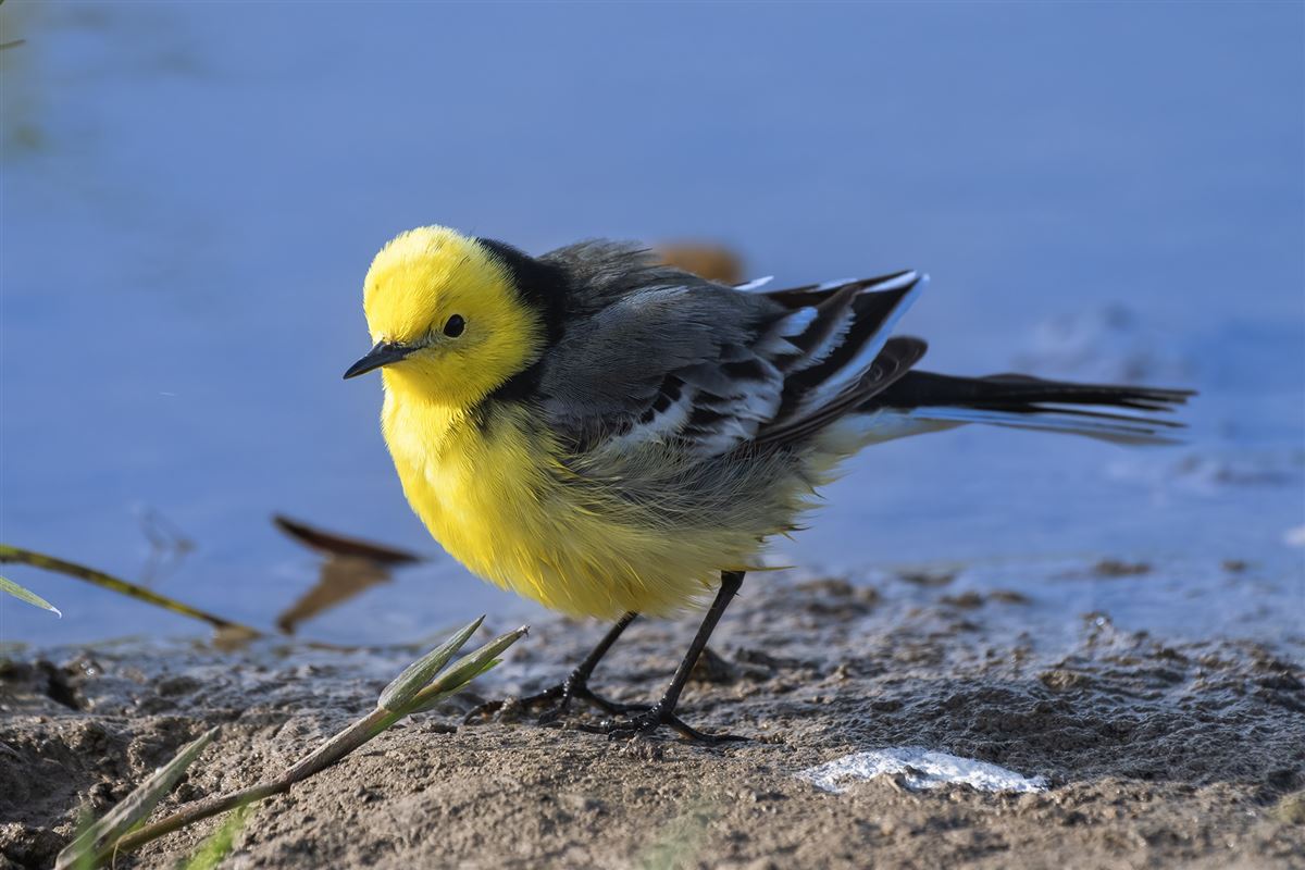 Citrine Wagtail