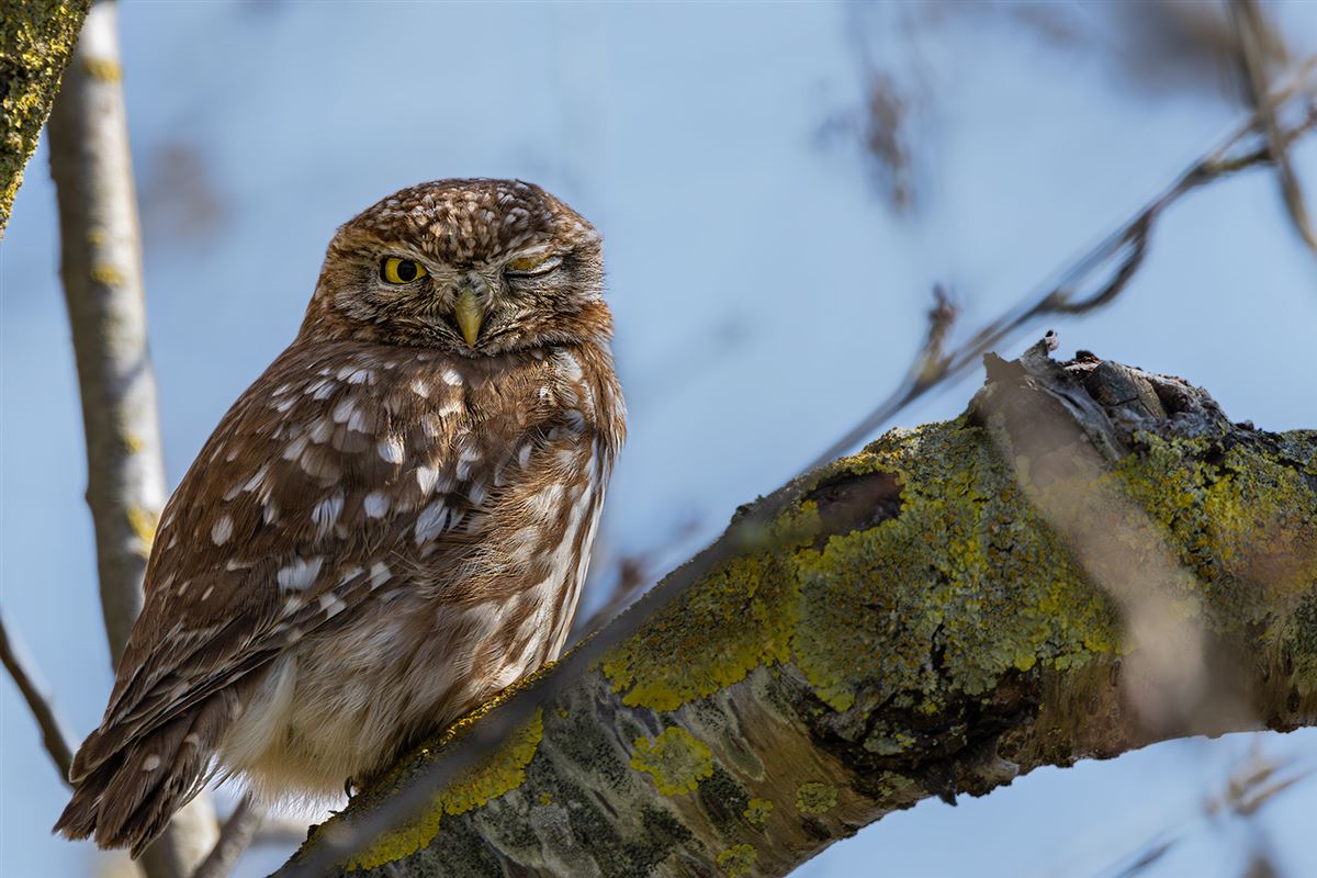 Little Owl