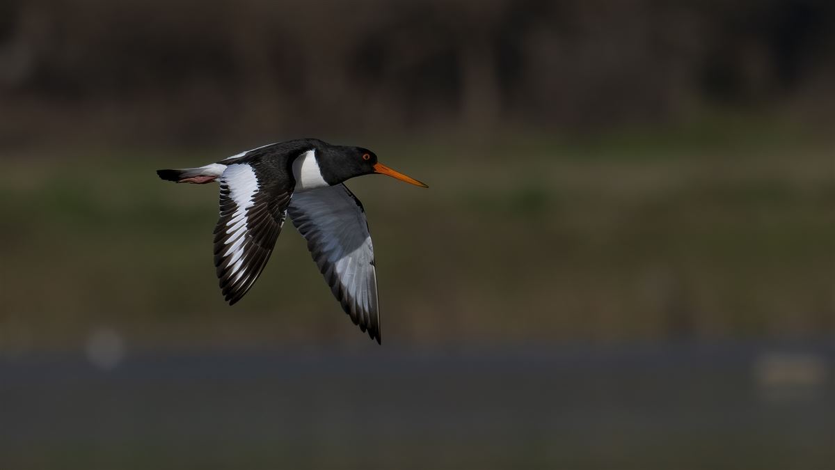 Eurasian Oystercatcher