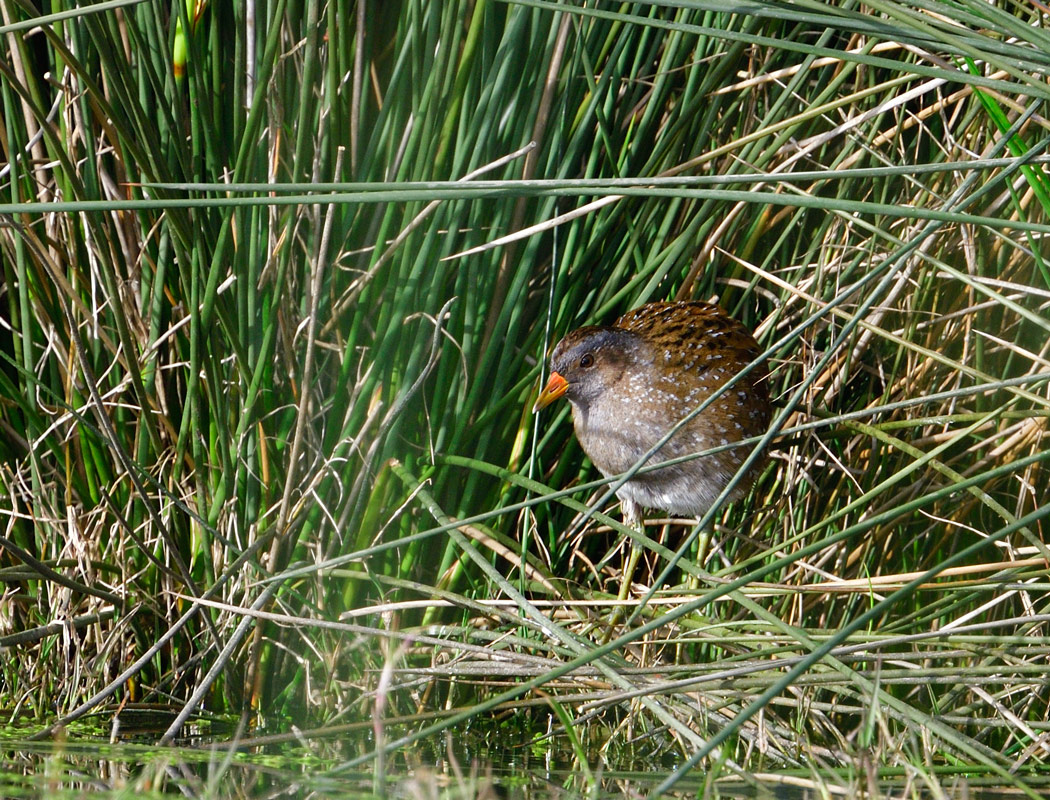 Spotted Crake