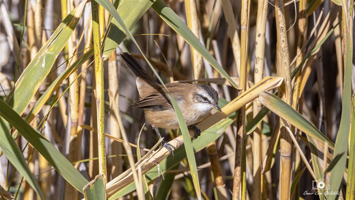Moustached Warbler