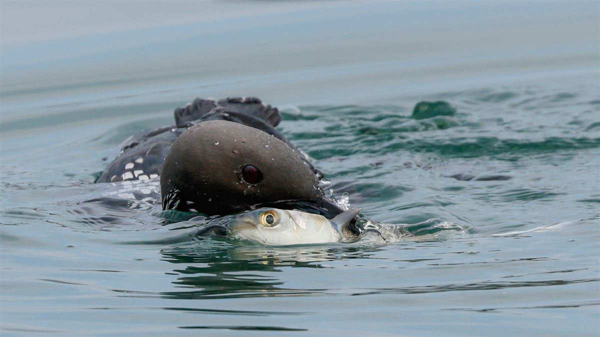 Black-throated Loon