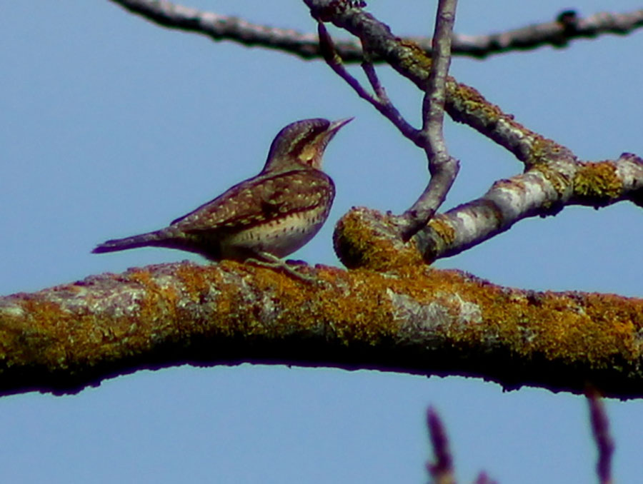 Eurasian Wryneck