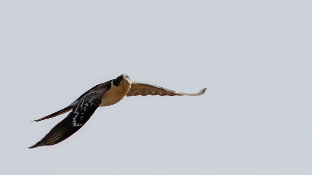 Great Spotted Cuckoo