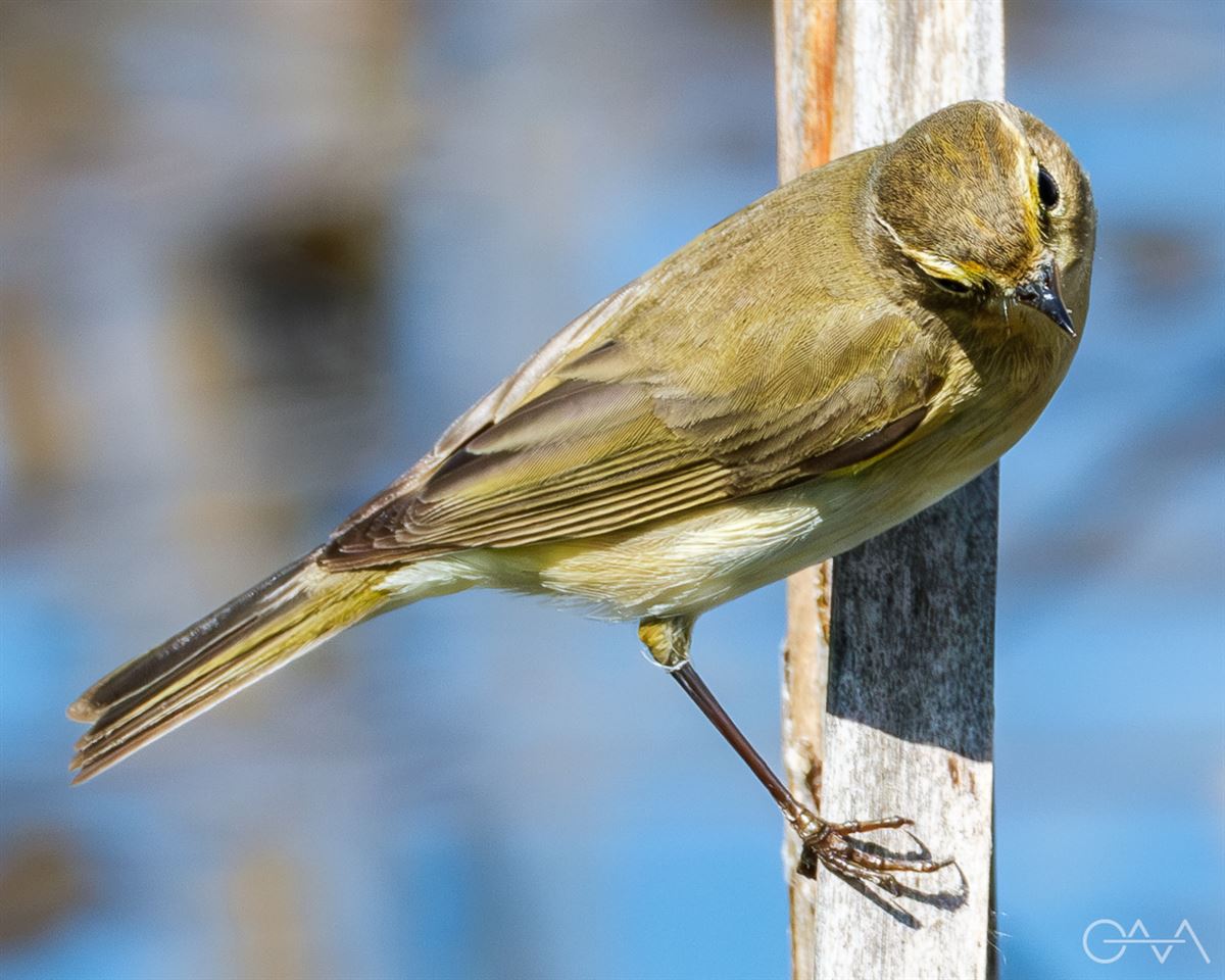 Common Chiffchaff