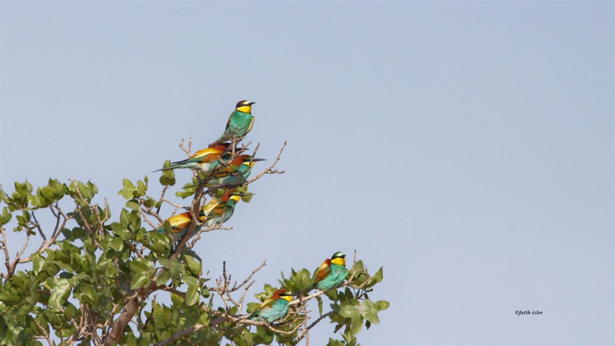 European Bee-eater