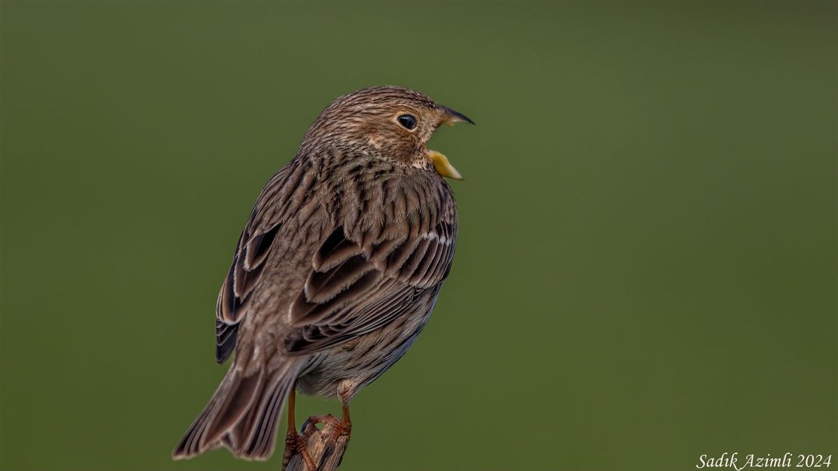 Corn Bunting