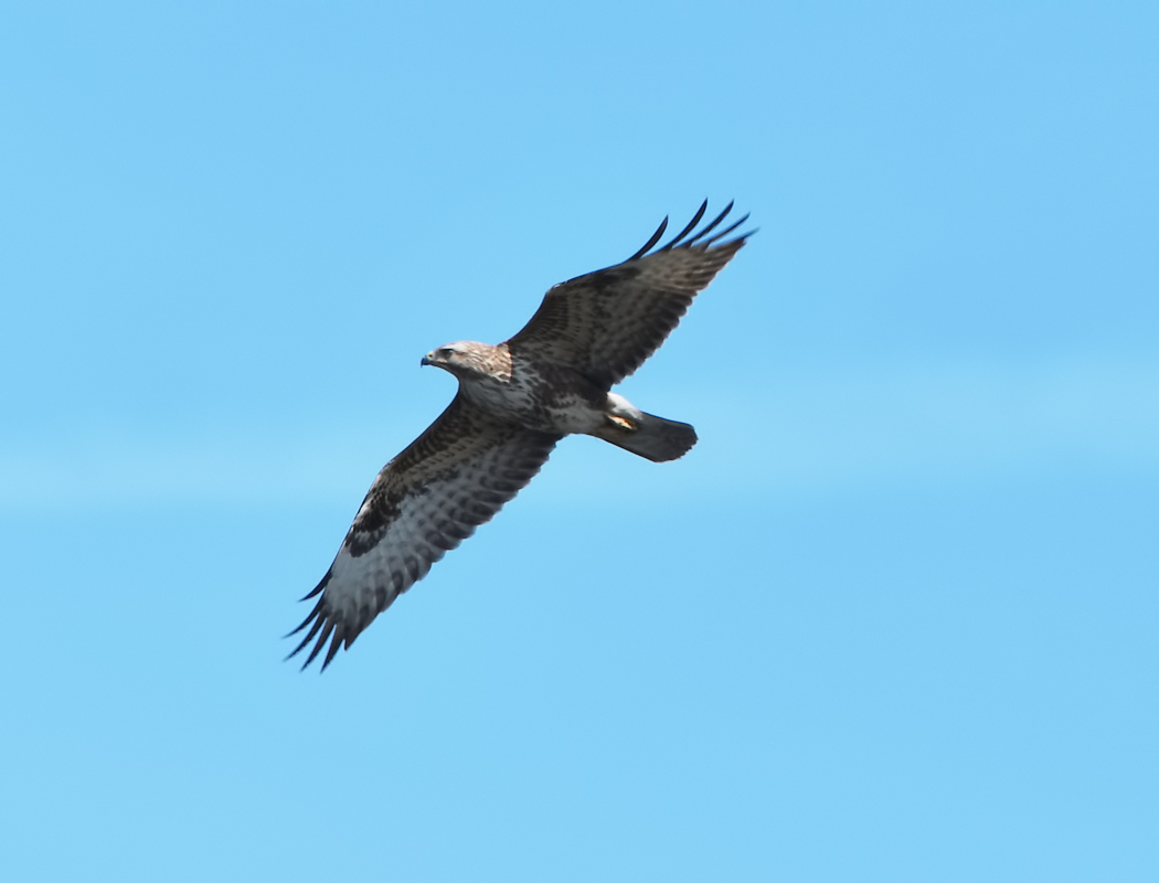 Common Buzzard