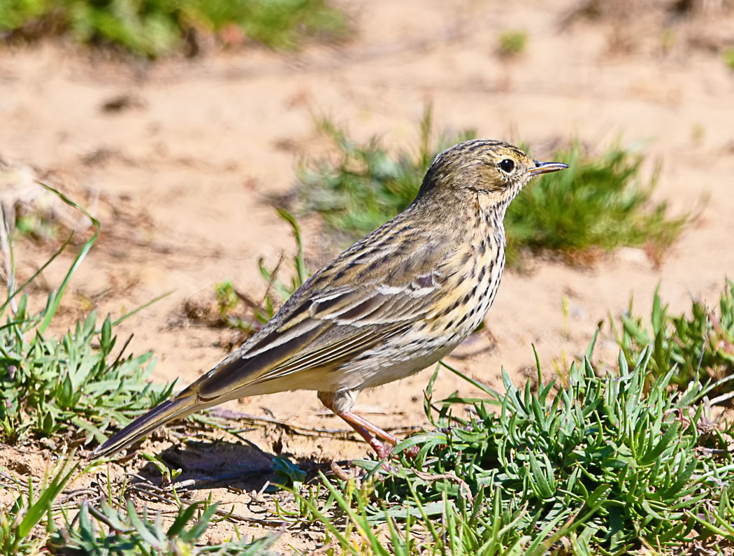 Meadow Pipit