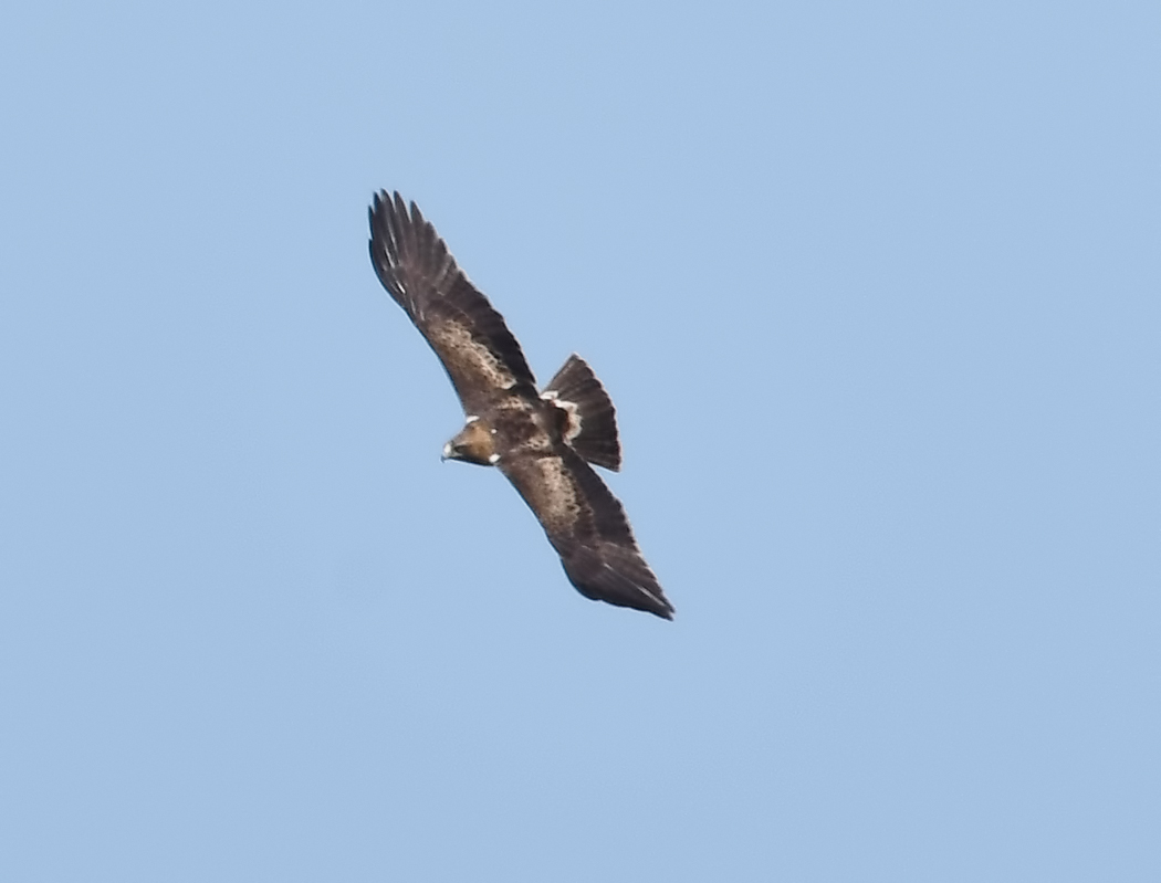 Booted Eagle