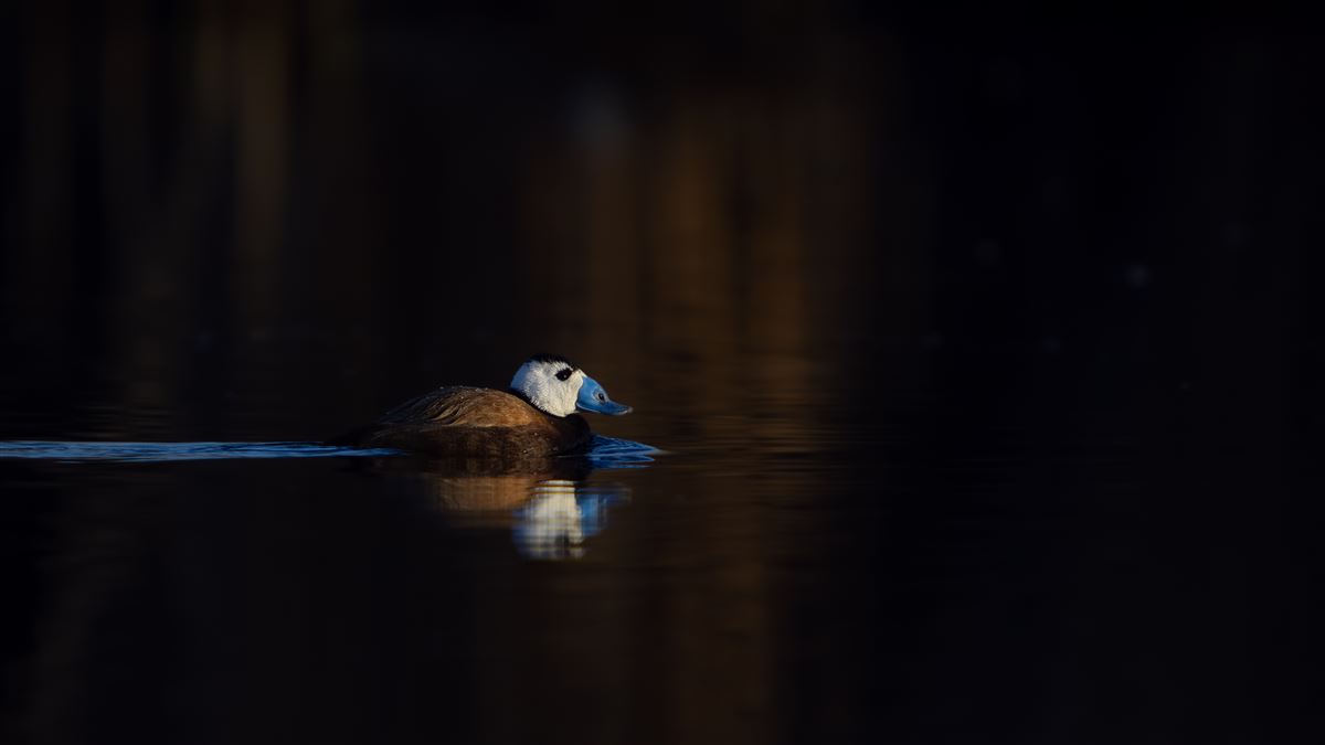 White-headed Duck