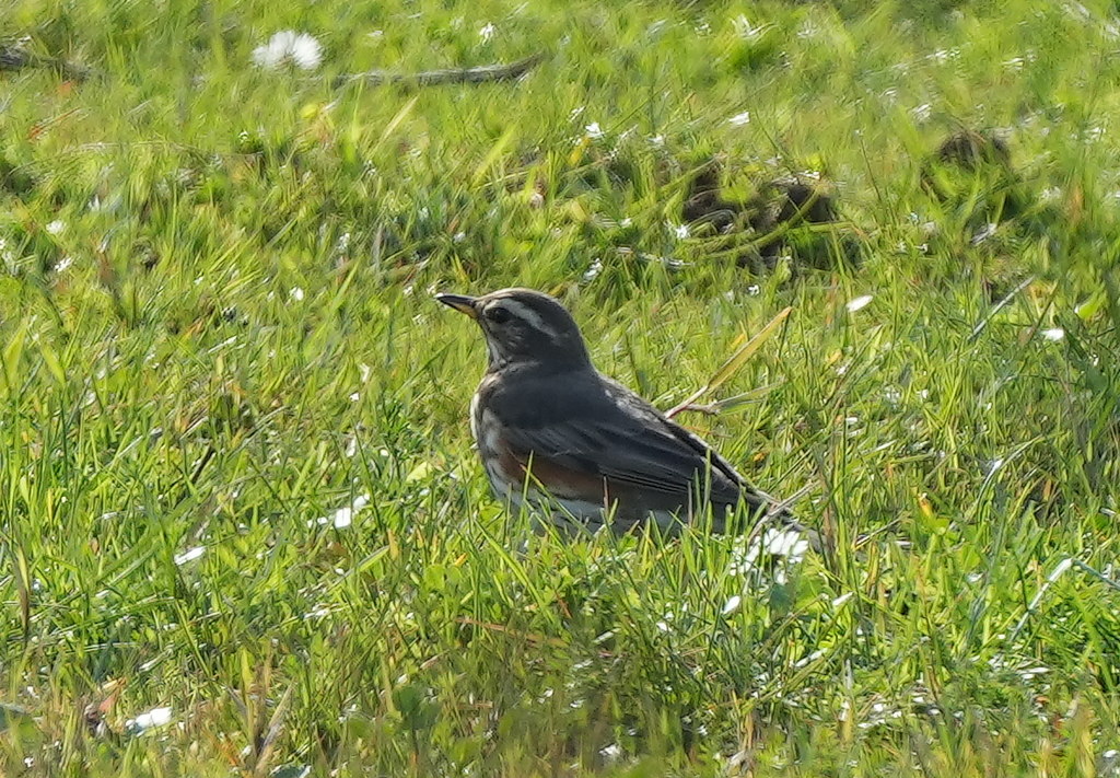 Redwing