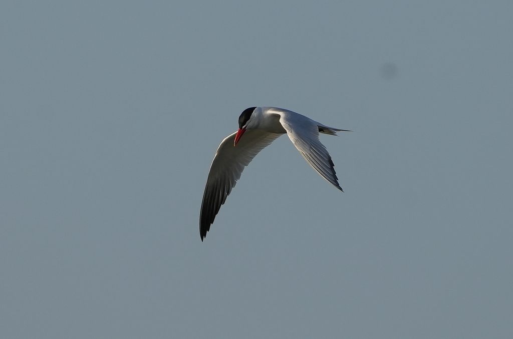 Caspian Tern