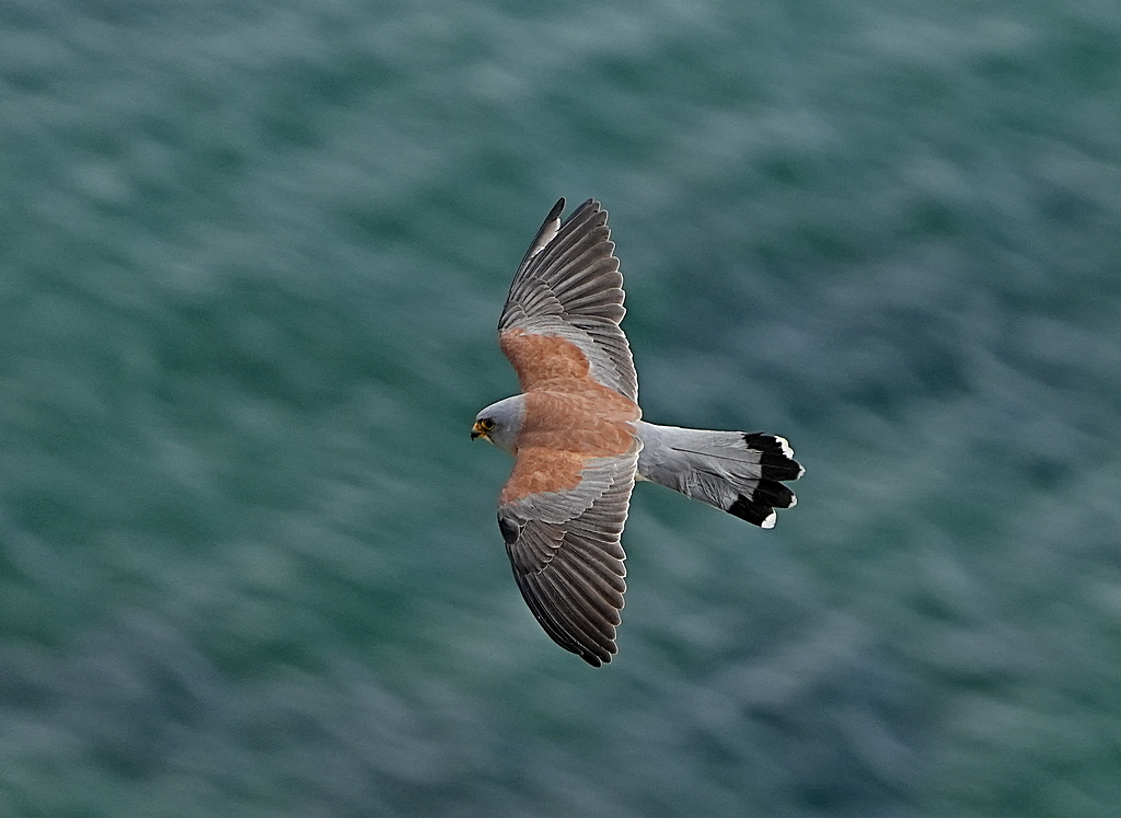 Lesser Kestrel