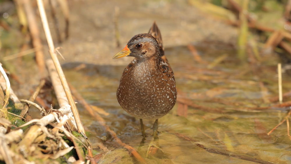 Spotted Crake