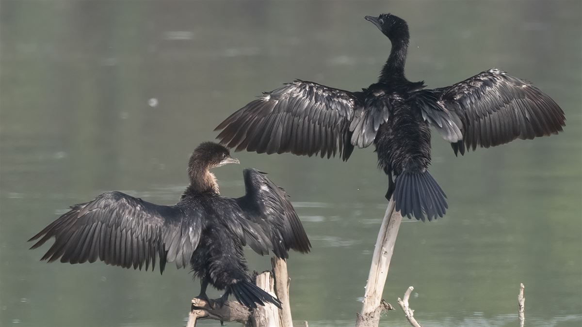 Pygmy Cormorant