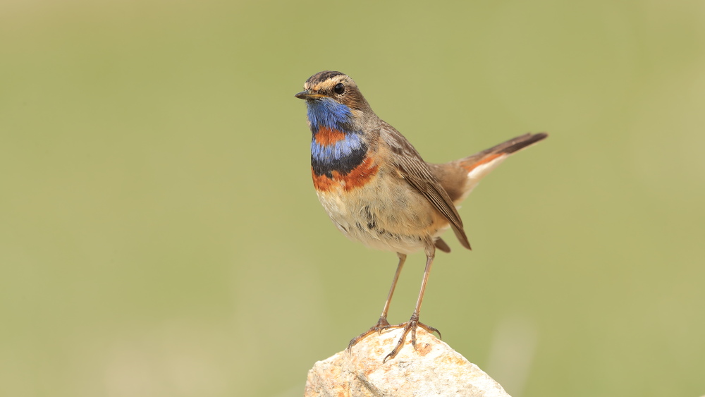 Bluethroat