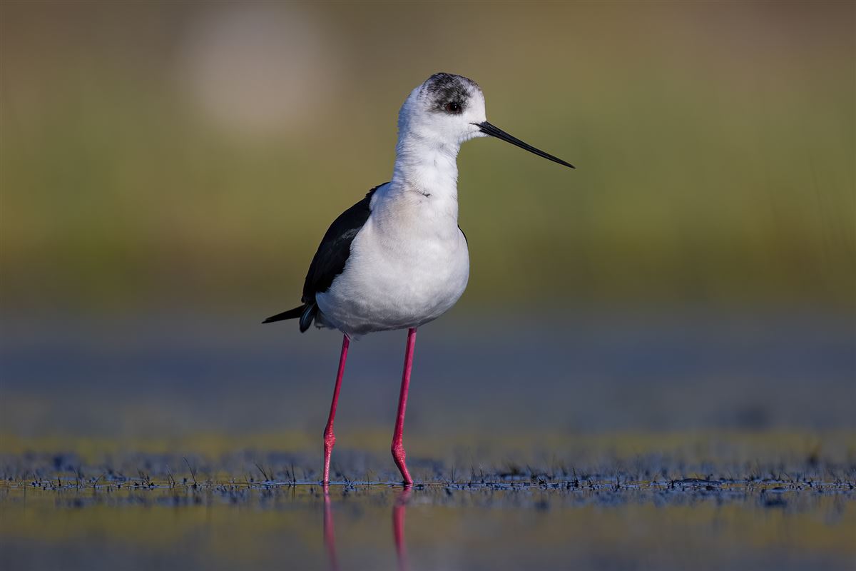 Black-winged Stilt