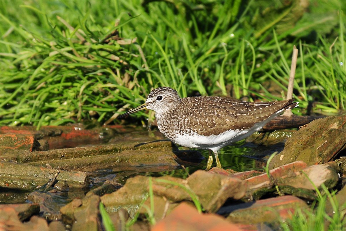 Green Sandpiper