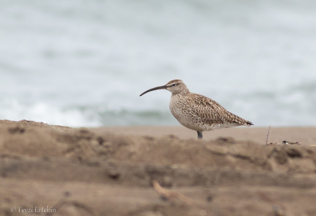Eurasian Whimbrel
