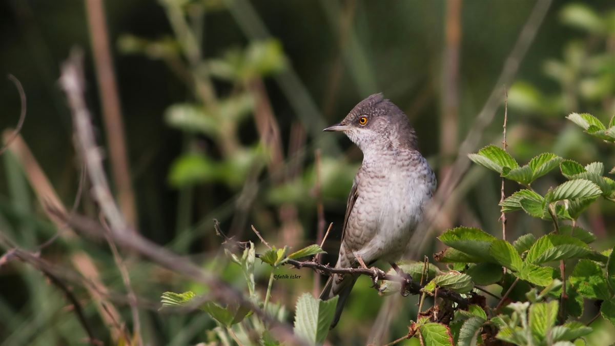 Barred Warbler