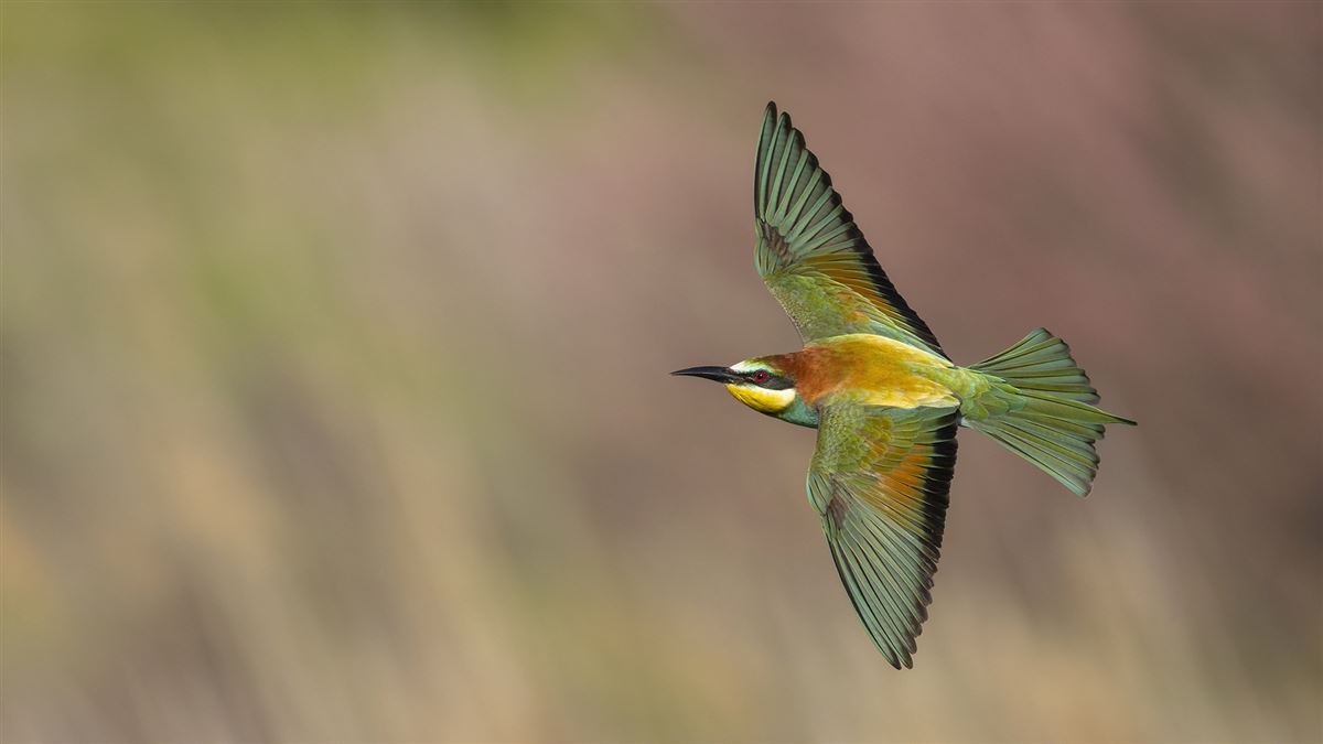 European Bee-eater