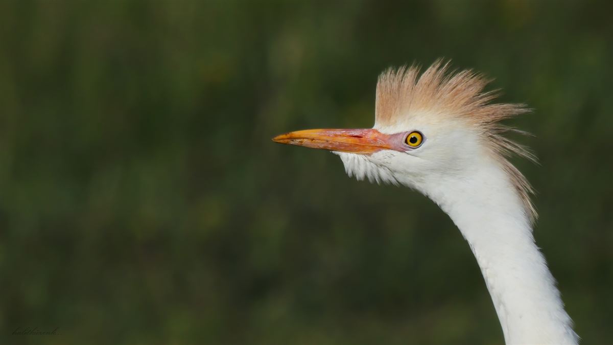 Western Cattle Egret