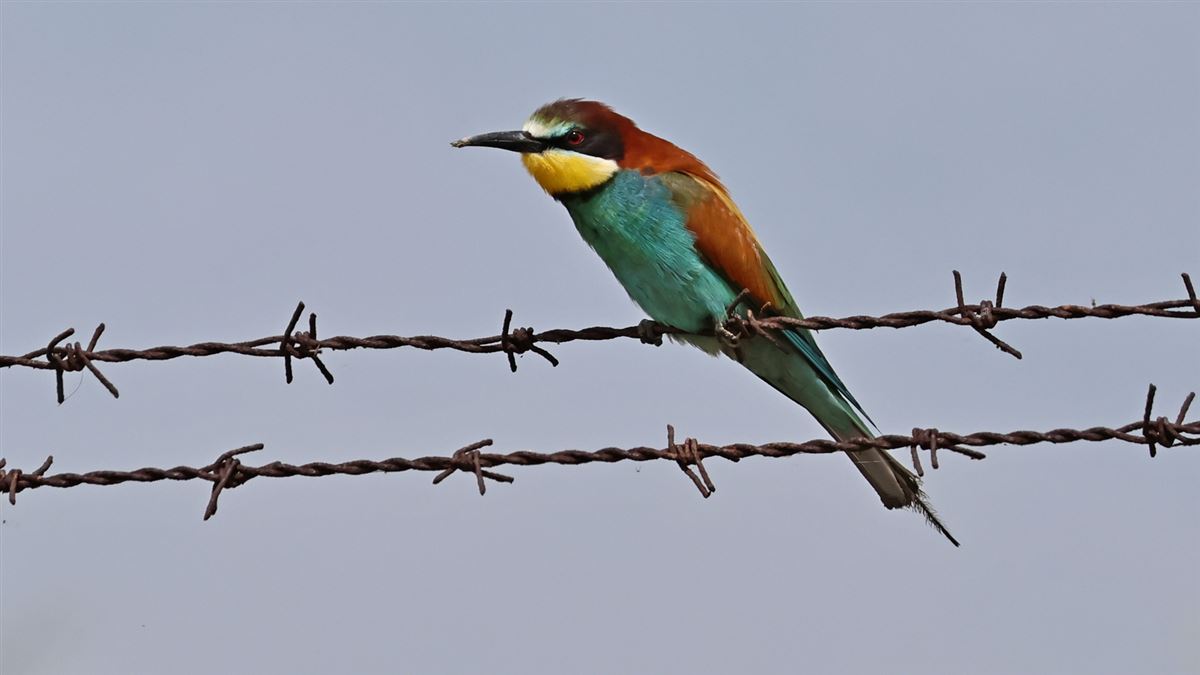 European Bee-eater