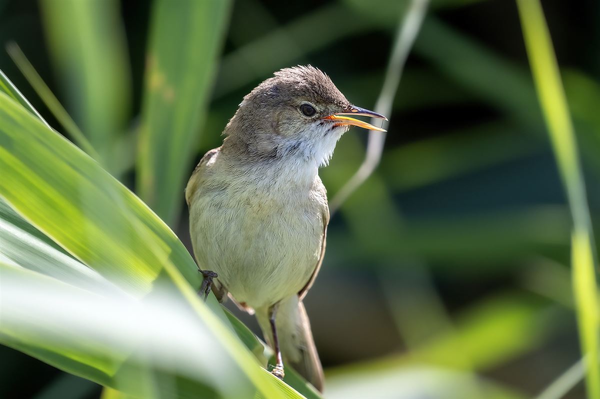 Common Reed Warbler