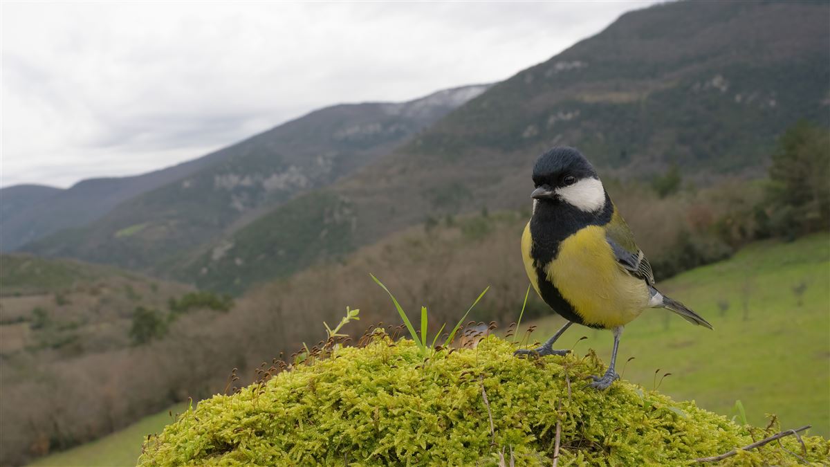 Great Tit