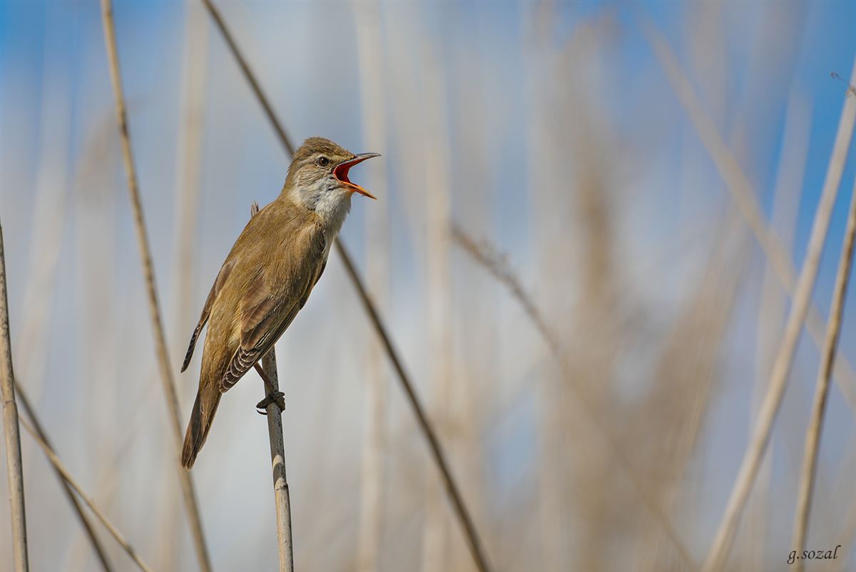 Great Reed Warbler