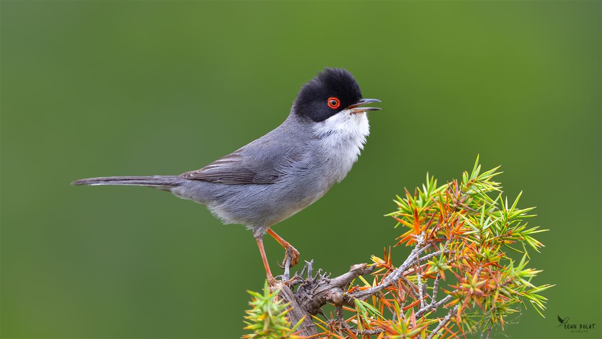 Sardinian Warbler