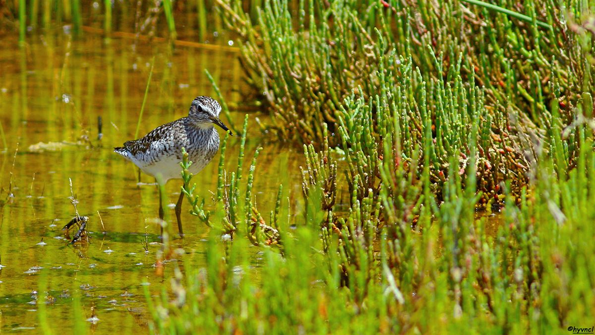 Wood Sandpiper