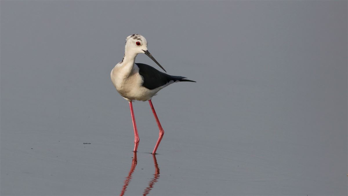 Black-winged Stilt