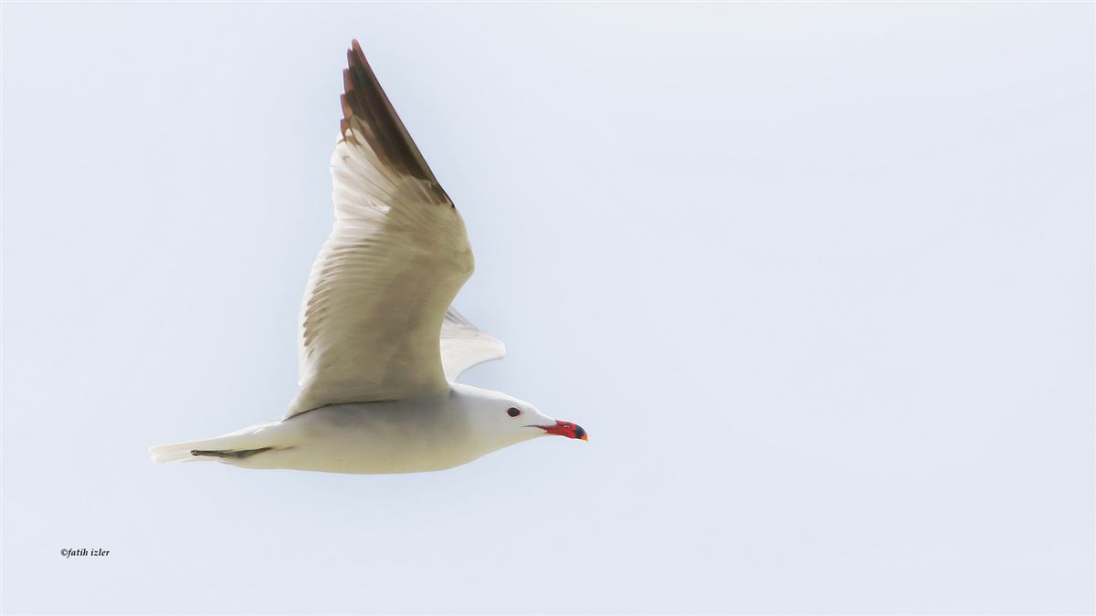 Audouin`s Gull