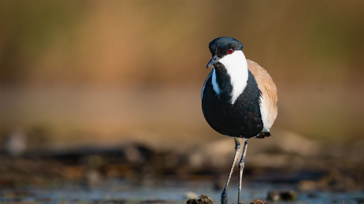 Spur-winged Lapwing