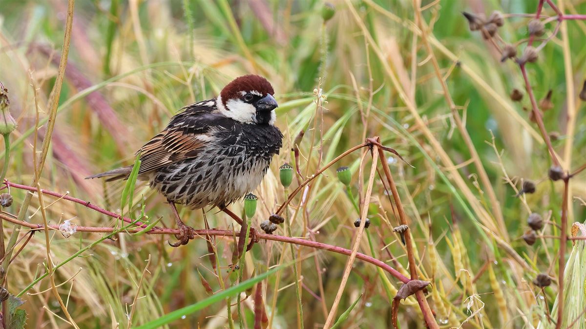 Spanish Sparrow