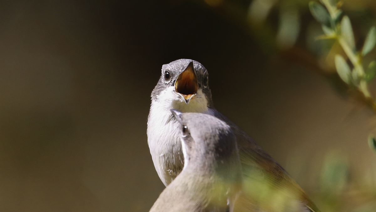 Lesser Whitethroat