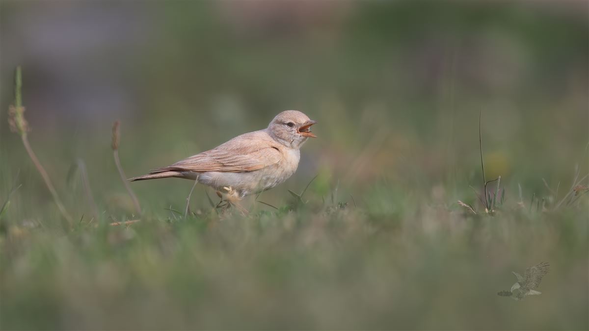 Bar-tailed Lark