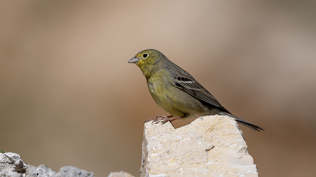 Cinereous Bunting